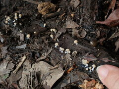 Tubifera microsperma