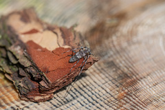 Acanthocinus griseus