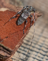 Acanthocinus griseus