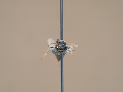 Oxybelus bipunctatus