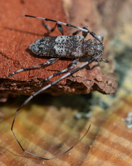 Acanthocinus griseus