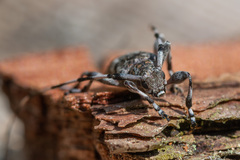 Acanthocinus griseus