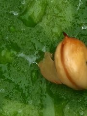 Cepaea