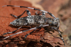 Acanthocinus griseus