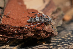 Acanthocinus griseus