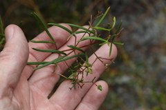 Zieria laxiflora