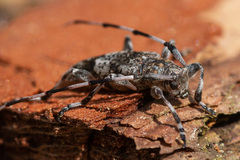 Acanthocinus griseus
