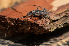 Acanthocinus griseus