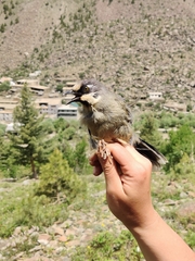 Trochalopteron variegatum