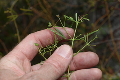 Zieria laxiflora