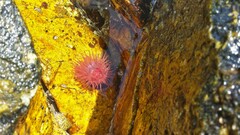 Actinia mediterranea