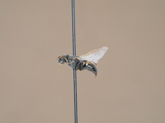 Oxybelus bipunctatus