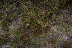 Zieria laxiflora