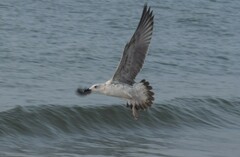 Larus
