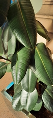 Ficus elastica
