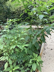 Phytolacca heterotepala