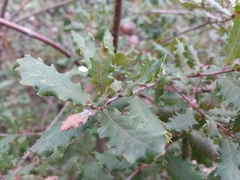 Quercus faginea