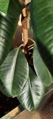 Ficus elastica