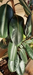 Ficus elastica