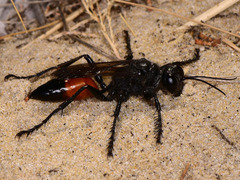 Palmodes occitanicus