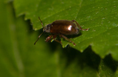 Phyllobius
