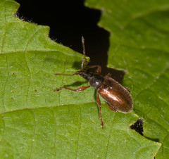 Phyllobius oblongus