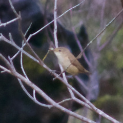 Acrocephalus australis