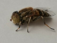Eristalinus quinquestriatus