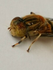 Eristalinus quinquestriatus