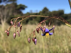 Dianella callicarpa