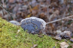 Phellinus nigricans