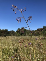 Dianella callicarpa