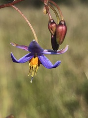 Dianella callicarpa