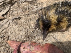 Hemicentetes semispinosus