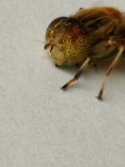 Eristalinus quinquestriatus