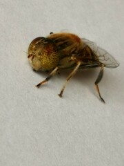 Eristalinus quinquestriatus