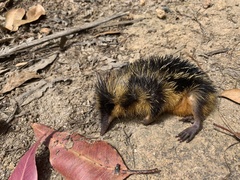 Hemicentetes semispinosus
