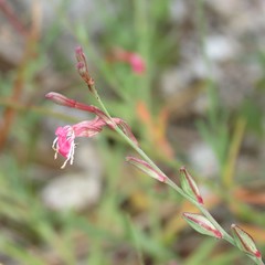 Oenothera podocarpa