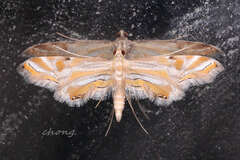 Eristena bifurcalis
