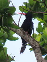 Phoeniculus purpureus