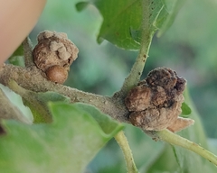 Andricus galeatus