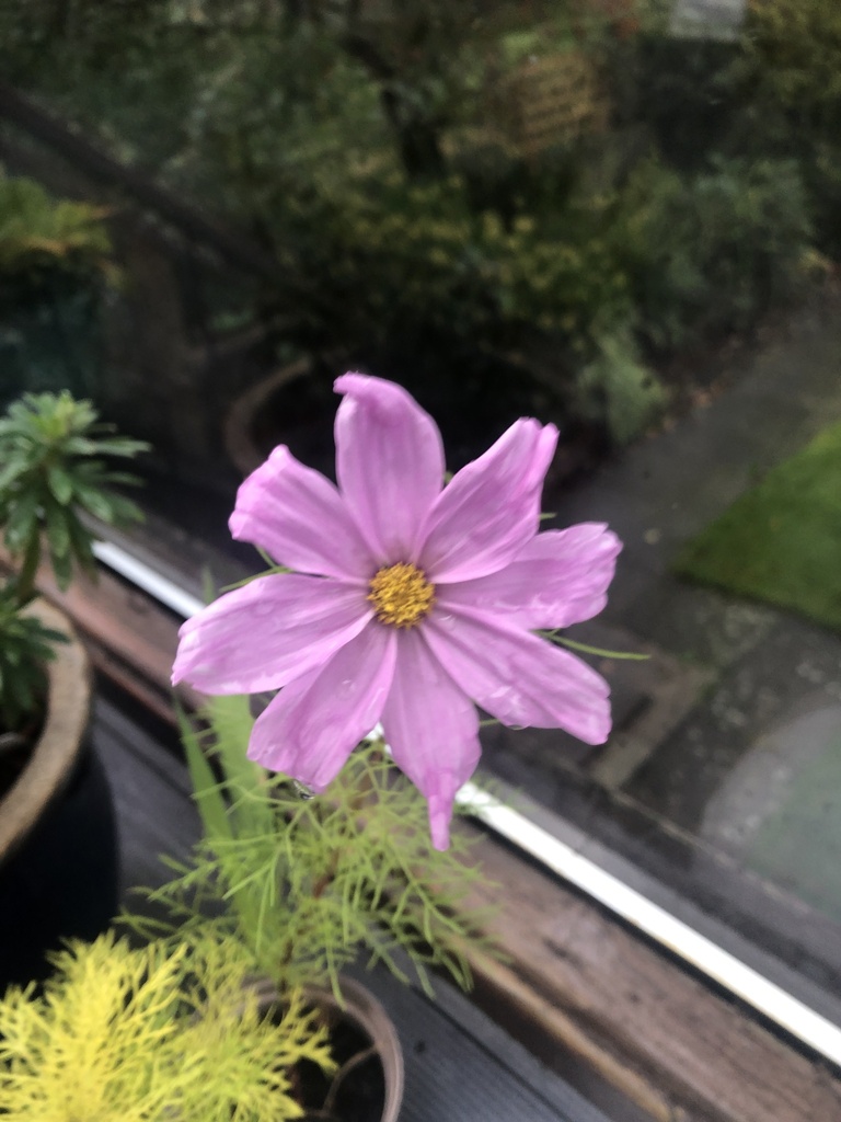 garden cosmos from Churchburn Dr, Morpeth, England, GB on November 05