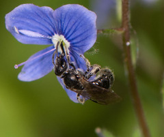 Hemihalictus