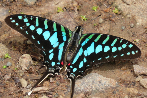 Small Striped Swordtail