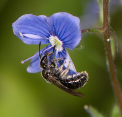 Hemihalictus