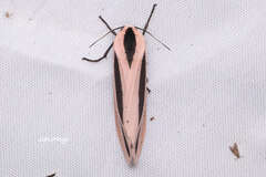 Creatonotos