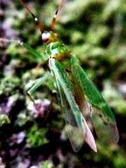 Blepharidopterus angulatus