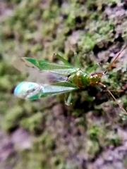 Blepharidopterus angulatus