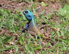 Acanthocercus atricollis