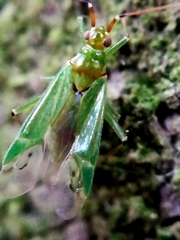 Blepharidopterus angulatus